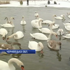 На Буковину злітаються на зимування десятки лебедів (відео)