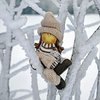 Снег не белый: самые интересные факты о зимнем природном явлении