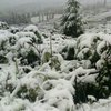 Карпаты засыпало снегом (фото)