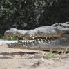 Крокодил схватил женщину за ноги и утащил 