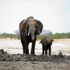 В Зимбабве массово вымирают слоны 