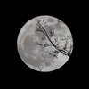 Лунный гороскоп на 12 декабря для всех знаков зодиака
