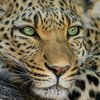 Леопард 12 часов охотился на жителей деревни (видео)