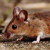В Китае создали очеловеченную мышь 
