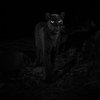Черная пантера: впервые за 100 лет дикую кошку засняли на камеру (фото)