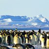 Невероятная Антарктида: захватывающие снимки природы