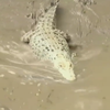 Крокодили-альбіноси заманюють туристів до національного парку Індії
