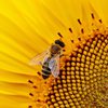 Ученые обучили пчел арифметике 
