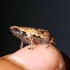 В Африке нашли новые виды крошечных лягушек