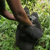  Горили у зоопарку Конго навчилися позувати для селфі