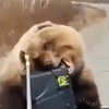 Медведь обокрал охотников на Камчатке (видео)