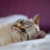 Конфуз дня: наглый кот разбудил хозяина (видео)