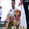 В Латинській Америці господаря собаки звинуватили у жорстокості