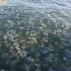 Популярный украинский курорт атаковали медузы
