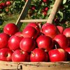 Почему нельзя есть яблоки до Яблочного спаса 