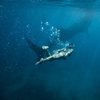 На Гавайях акула напала на женщину
