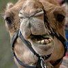 Американка укусила верблюда за гениталии: что произошло