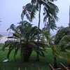 На Багамах ураган "Дориан" убил пять человек 