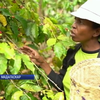 На Мадагаскарі навчились виробляти "каву з кажанів"