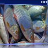 На Черкащині затримали браконьєрів з рекордним вантажем риби