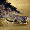 В Сибири браконьер выловил из реки крокодила (фото)