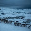 Тысячи пингвинов попали в "голодную" ловушку (фото)