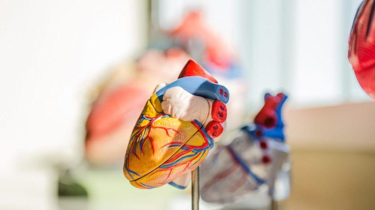 Модель сердца/ Фото: australiascience.tv