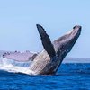 Многотонный кит набросился на лодку с людьми (видео)
