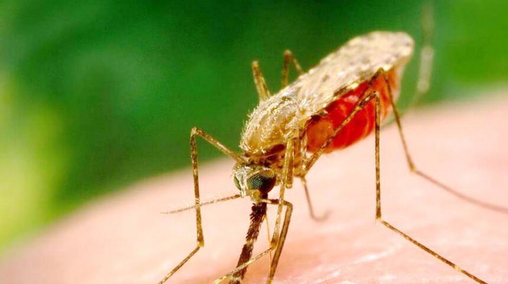 Малярийный комар/ Фото: web-zoopark.ru