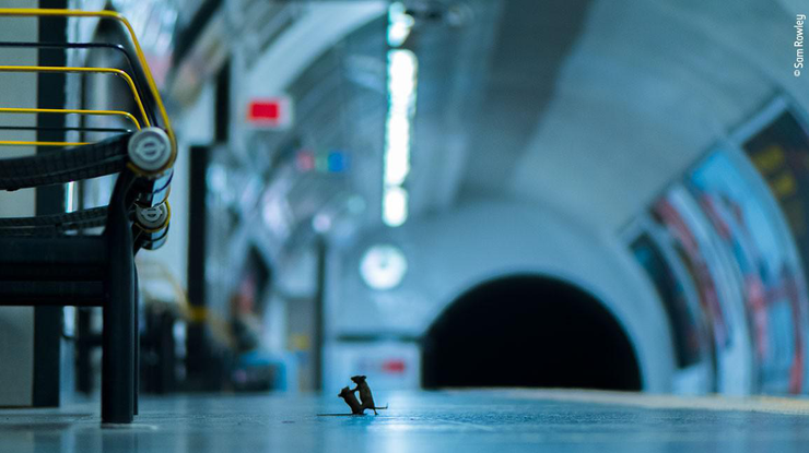 Фото: драка мышей в метро / Station Squabble Sam Rowley