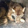 Тонула во льду: рабочие спасли собаку, которая оказалась волком