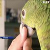 Бразильські ветеринари виготовляють протези для травмованих птахів