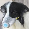 В Гонконге собаку поместили на карантин из-за коронавируса
