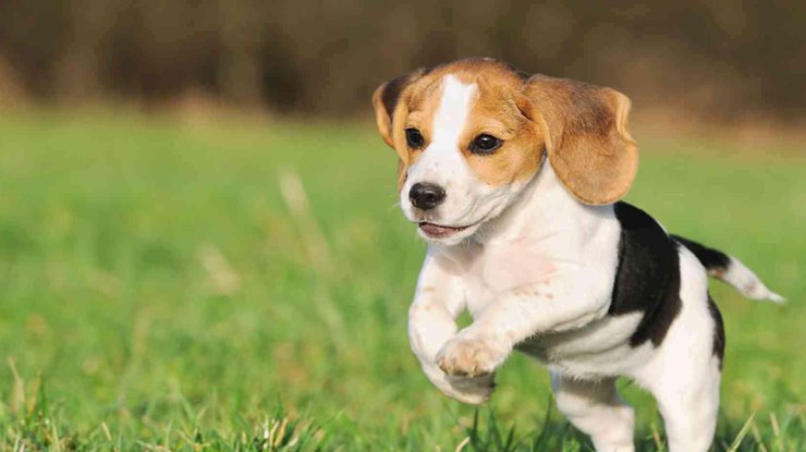 Фото: животные/ Pets Network