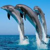 Пока все на карантине: в одесском порту дельфины устроили себе развлечения (видео)