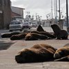 Коронавирус по-аргентински: на улицы курортного городка вышли морские львы (фото)