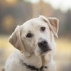 Запах коронавируса: в Англии собак учат различать болезнь