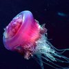 В прибрежных водах Филиппин появились тысячи розовых медуз