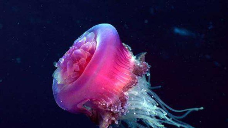 Розовые медузы заполонили прибрежье Филиппин/ Фото: zooclub.ru