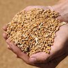 Урожай пшеницы в мире не изменится, а в Украине упадет: эксперты назвали причину 