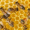 В США свирепствуют жестокие убийцы пчел