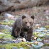 Американская семья освободила медвежонка из западни (видео)