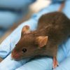 Прорыв в медицине: ученые вырастили человеческие уши на спинах у мышей