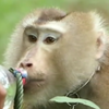 Скандал у Таїланді: мавп змушували працювати на фермах