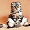 Гипноз для кошек: как приучить животное к просмотру "кино"