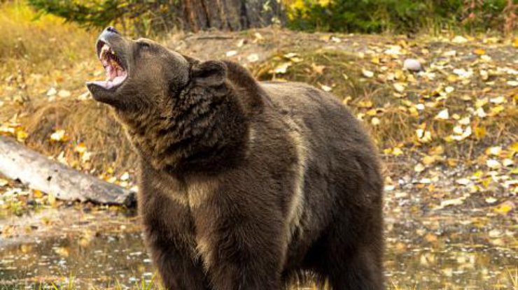 Медведь/Фото: pixabay