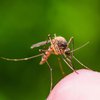 Чем опасны комариные укусы