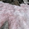 В Альпах нашли розовый лед