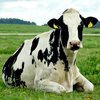 В Великобритании коровы "ворвались" в прямой эфир (видео)