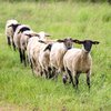 Робот-пастух "научился" следить за отарой овец (видео)